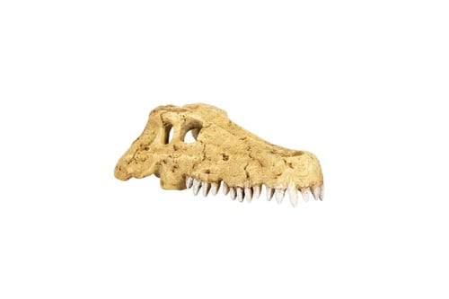CROCODILE SKULL HIDE CAVE 10.8*6.3*3.8CM