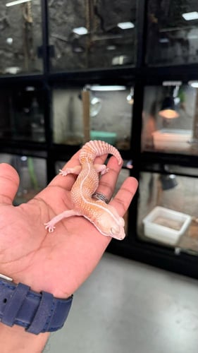 قيكو - أفريكان فات تيل