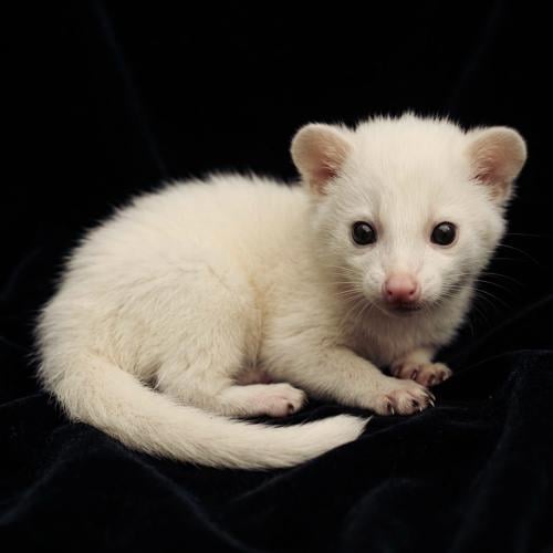 قط زباد النخيل صغير - لوسيستك - Leucistic civet ca...