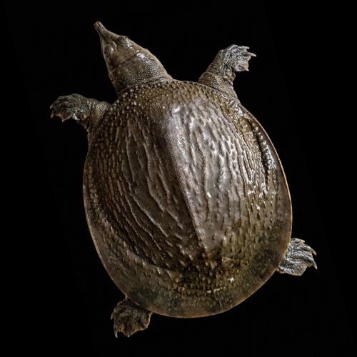 سلحفاة سوفت شل آسيوية - Asiatic softshell turtle