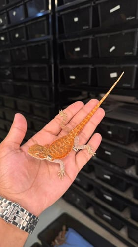 بيردد دراقون - ريد