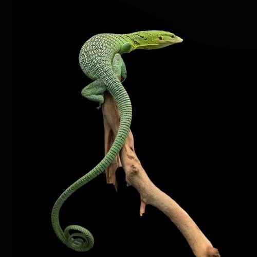 ورل الشجر الأخضر - green tree monitor
