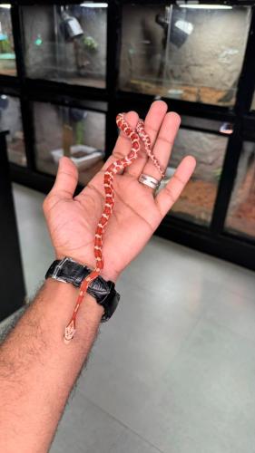 كورن سنيك - هايبو