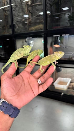 حرباء محجبة