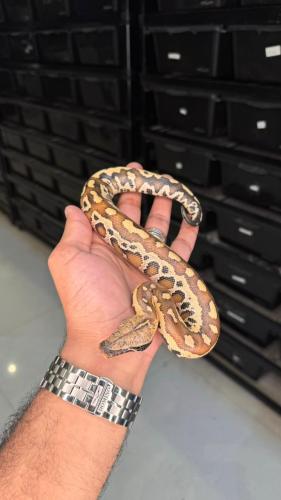 بلود بايثون - أصلة الدم