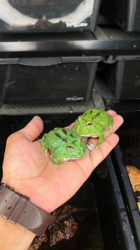 ضفدع باكمان الماتشا / MATCHA PACMAN