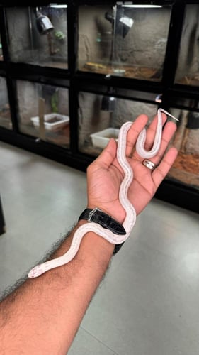 كنق سنيك - كاليفورنيا البينو آبيرنت