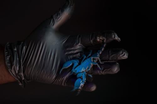 عقرب الامبراطور