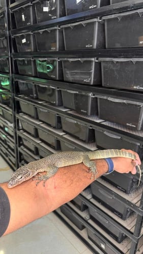 ورل - بلو تيل مونيتر ( وسط )