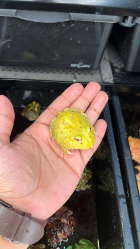 ضفدع باكمان البينو بيكاتشو / PIKACHU ALBINO PACMAN