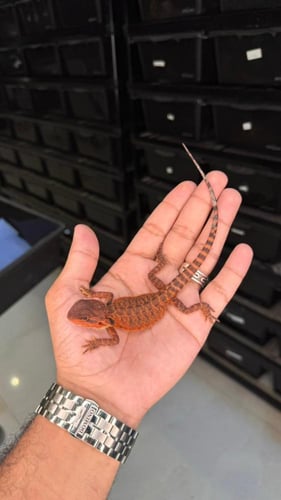 بيردد دراقون - دارك ريد ترانسلوسنت