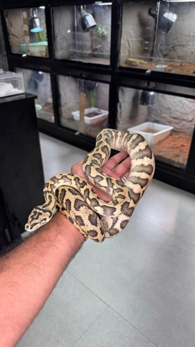 كاربت بايثون - جاكور