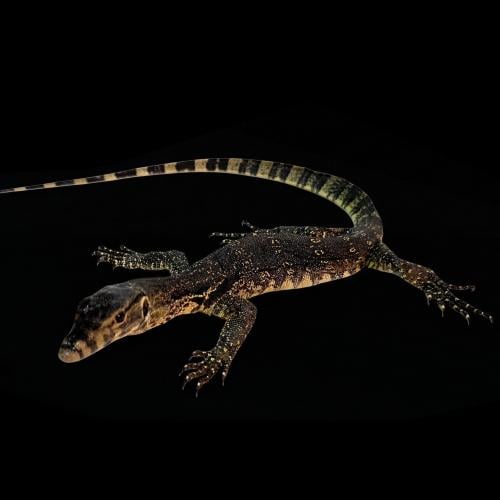 ورل الماء الآسيوي - Asian water monitor