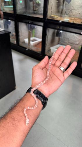 كورن سنيك - قوست