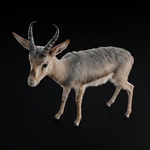 غزال الريم - ذكر عمر 10 أشهر - يأكل من اليد