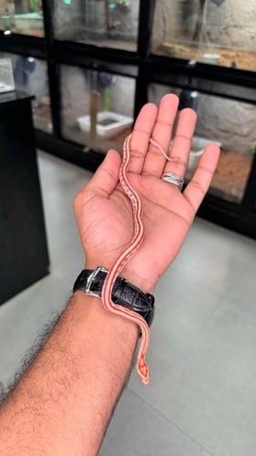 كورن سنيك - اميل تيزيرا اكستريم