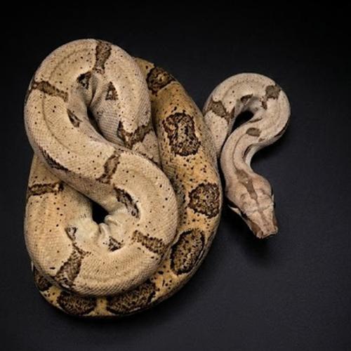 هايبو سالمون بوا حجم S - hypo salmon boa