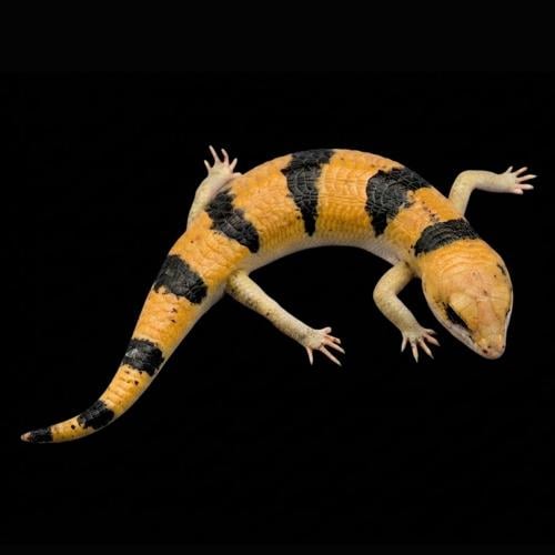 سحلية بيترز ذات النطاقات - Peters's banded skink