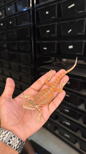 بيردد دراقون - ريد