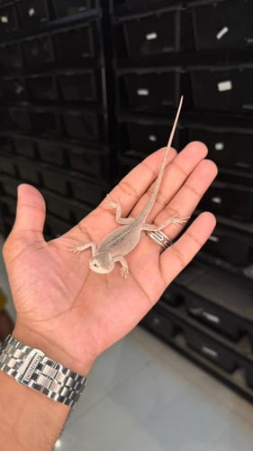 بيردد دراقون - هايبو زيرو ( رمادي )