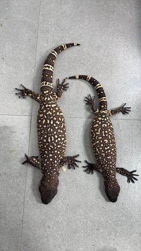 بانديد ليزرد \ بالغ