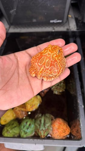 ضفدع باكمان الفراولة / STRAWBERRY PACMAN