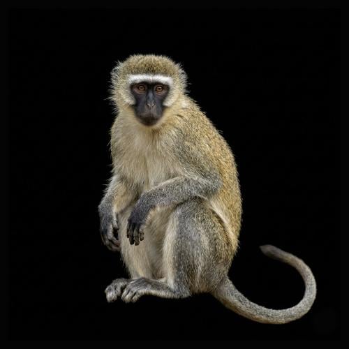 قرد هجرس زيتوني - Green Monkey