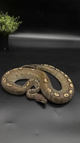 بول بايثون - Black Pastel GHI poss het Clown