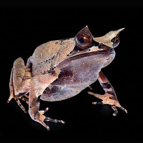 ضفدع ورق الشجر فرخ - Malayan horned frog S