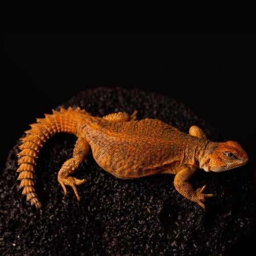 ضب گيري - Uromastyx geyri