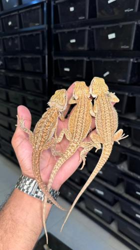 بيردد دراقون - فانسي