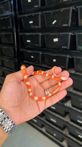 ميلك سنيك - البينو موتلي نيلسون