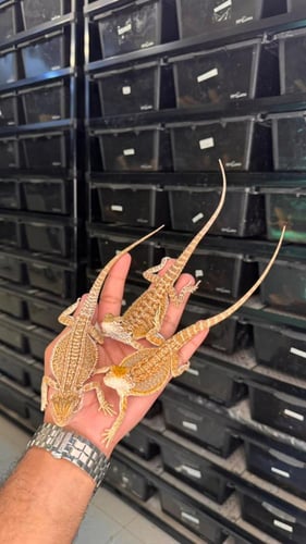 بيردد دراقون - نورمال