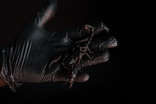 عقرب الامبراطور