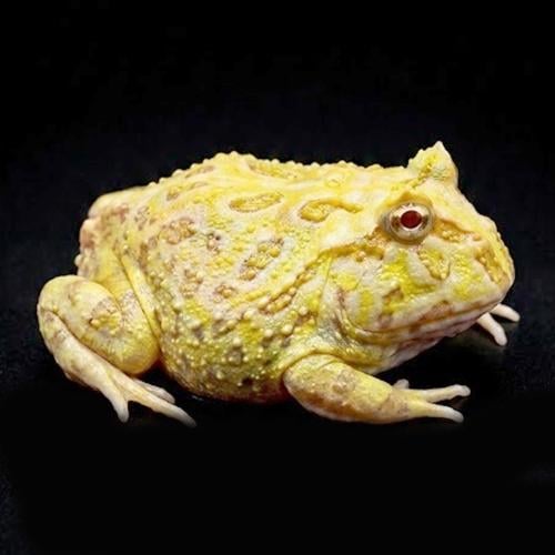 ضفدع باكمان الليمون الأخضر / LIME GREEN PACMAN