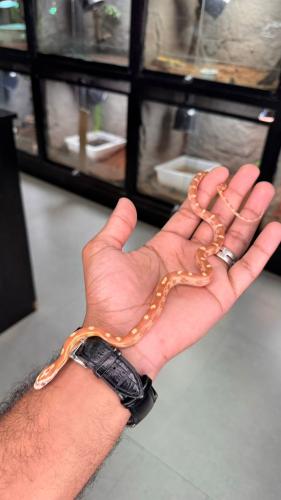 كورن سنيك - بتر موتلي