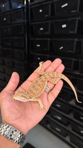 بيردد دراقون - فانسي