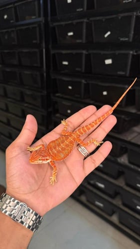 بيردد دراقون - سوبر ريد