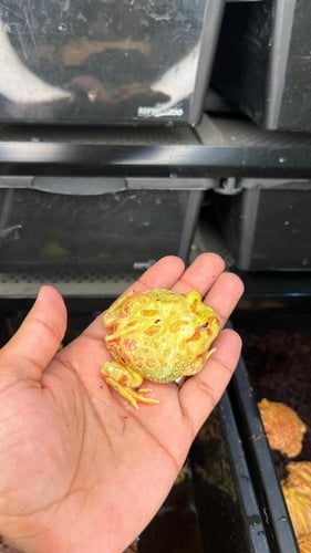 ضفدع باكمان الليمون الأخضر / LIME GREEN PACMAN