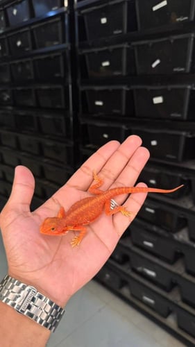 بيردد دراقون - سوبر ريد ترانسلوسنت