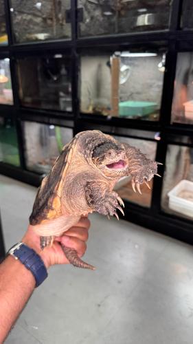 سلحفاة نهاشة - 27سم