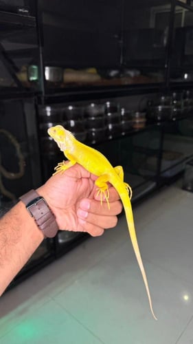 اغوانا - البينو (فرخ)