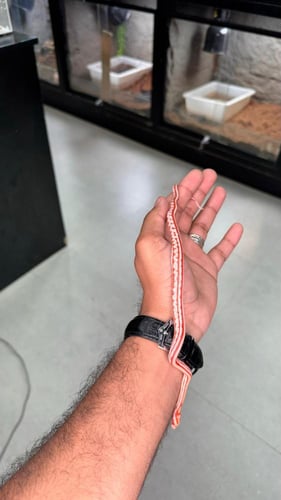 كورن سنيك - اميل تيزيرا اكستريم