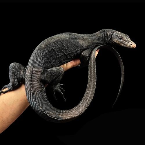 ورل التنين الأسود - Black Dragon Monitor / حجم M+