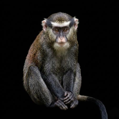 قرد هجرس مونا - Mona monkey