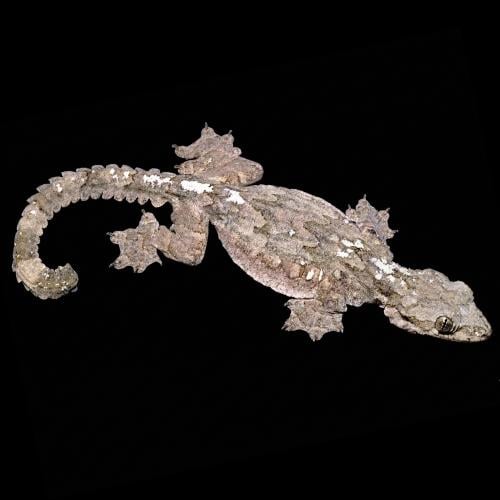 قيكو طائر -Flying Gecko