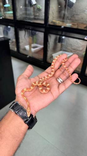 كورن سنيك - بتر