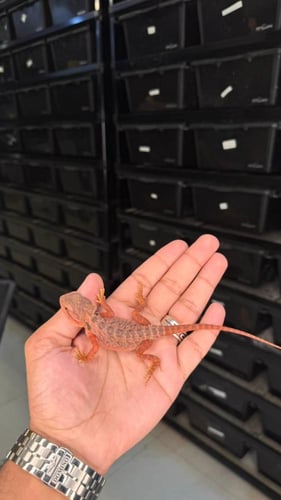 بيردد دراقون - سوبر ريد ترانسلوسنت