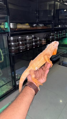 اغوانا - البينو كريمسون