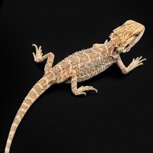 تنين ملتحي / بيرددراغون - het zero bearded dragon
